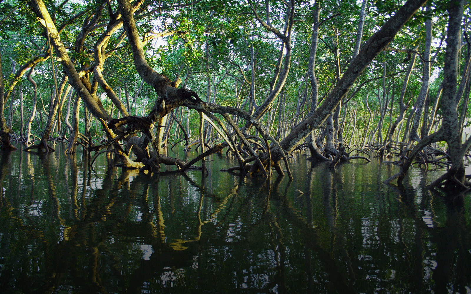 Mangrove forests are exceptionally carbon rich, biodiverse habitats